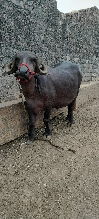 ખડેલી વેચવાની છે