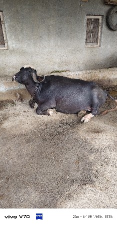 ભેસ વેચવાની છે