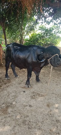 પાડો વેચાવ છે.
