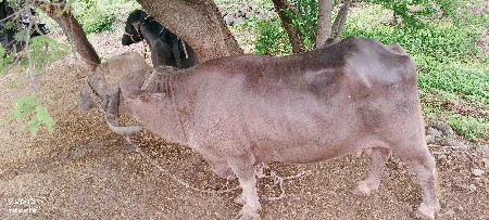 ભેંસ વેચવાની છે