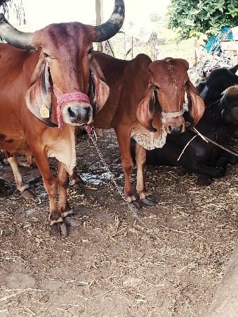 ગાય અને હોળકી
