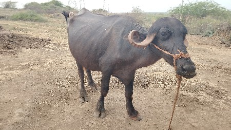 પૅલ વૅતરી ખડાય
