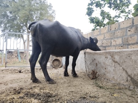 ગાભની ખડેલી વેચવાની છે
