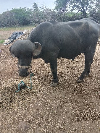 પાડો વેચવાનો છે