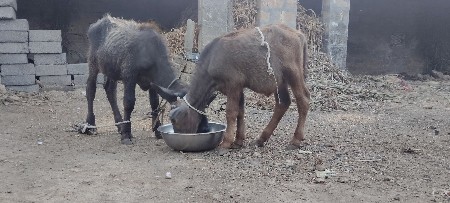 પાડી