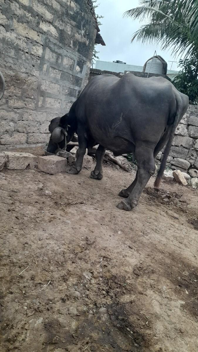 ભેંસ વેચવાની છે