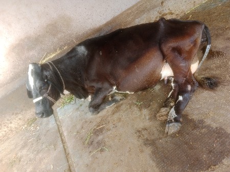 વેચવાની છે
