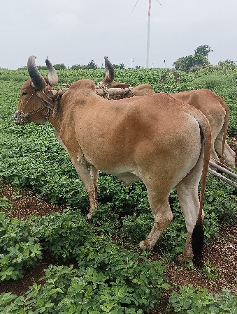 ગોઢલા વેચવાના છે