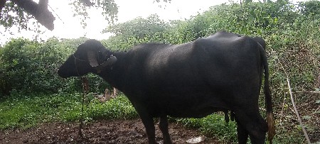 ભેસ વેસવાની છે