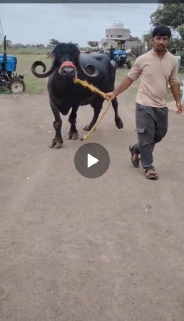 બે ભેસુ વેચવાનુ છે