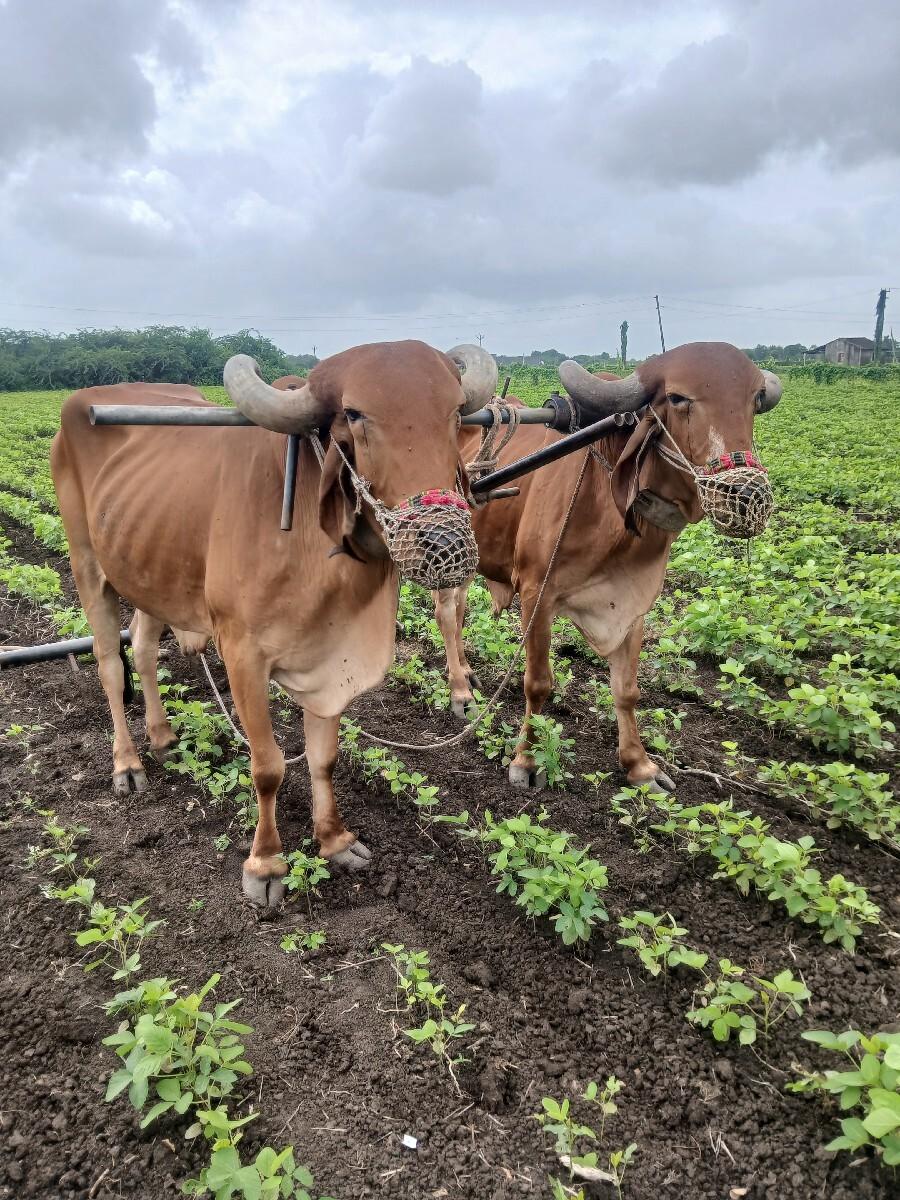 બળદ વેચવાના છે