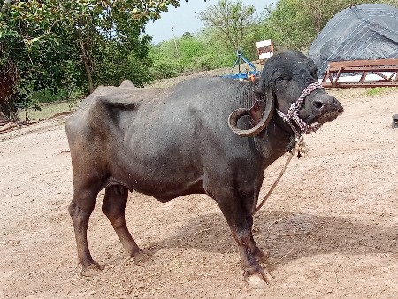 ભેંસ વેચાવછે વેતર 2 વિયાછે