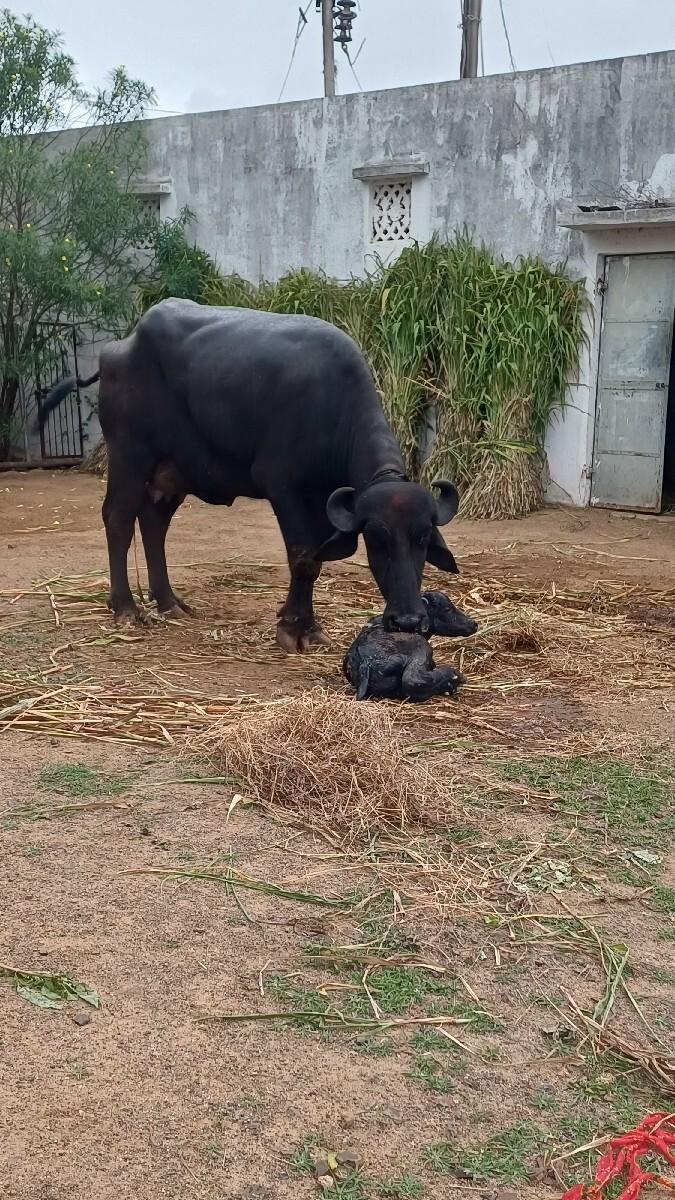 ભેસ વેસવાની છે