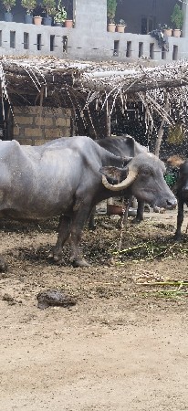 વેચવાની છે