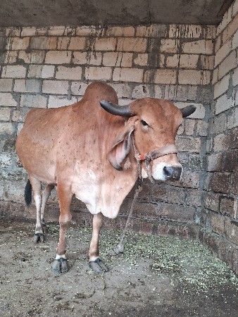 ગાય વેશવાની છૅ