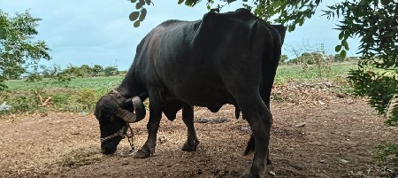 ભેંશ વેચવાની સે
