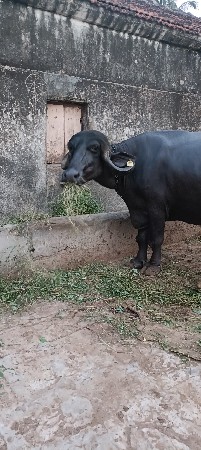 3 vetar