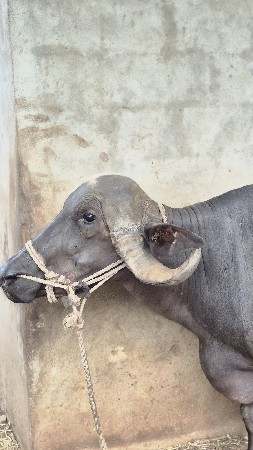ભેંસ વેચવાની છે 2 વેતર વ્યાસે