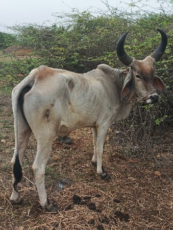 ગોધલો વેચવાનો છે
