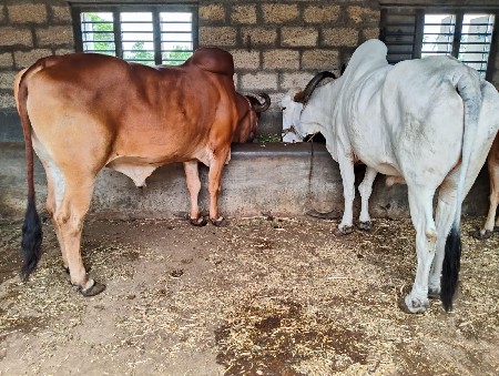 બળદ ની જોડી વેસવાની છે