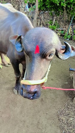 ખળેલી વેચવાની છે