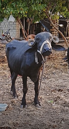આ ખડેલી વેચવાની છે
