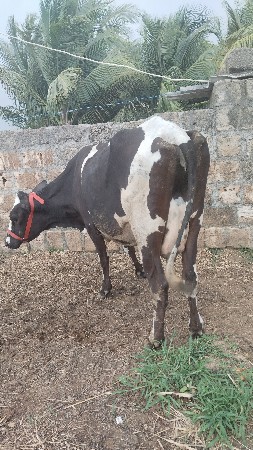 9 લીટર દૂધ હજાર માં સે