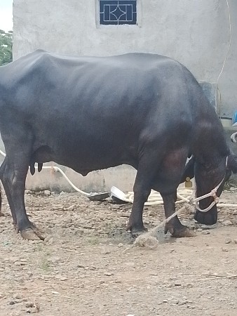 ભેંશ વેચવાની