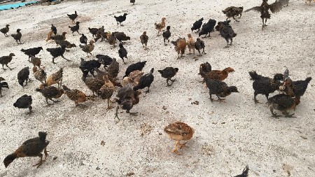 સોનાલી બચાવે જવાના છે