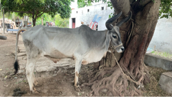 વાઢિયારો બળદ વેચવાનો છે.