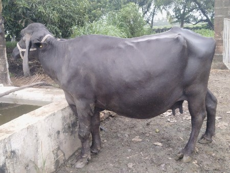 ભેંસ વેચવાની છે