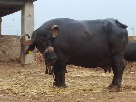 આ ભેંસ વેચવાની છે