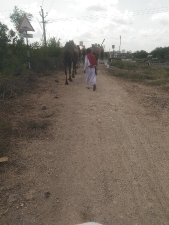 શેરડી
