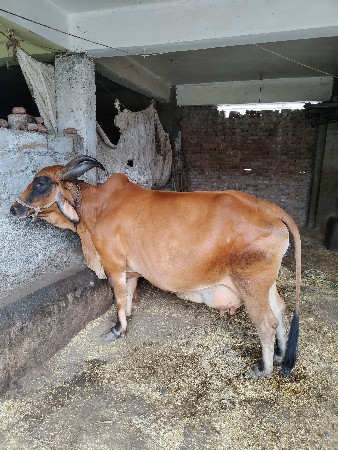 દેશી ગીર ગાય વેચવા ની છે