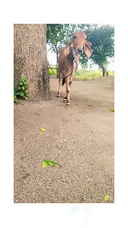 ગાય આપવાની છે