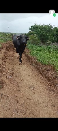 બીજુ વેતર વીયાહે