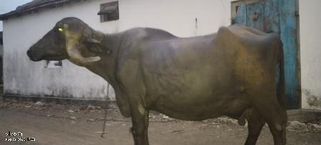 ભેંસ વેચવાની છે