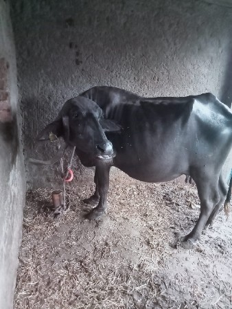 ભેંસ વેચવાની છે