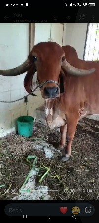ગીર ગાય ઓરિજન