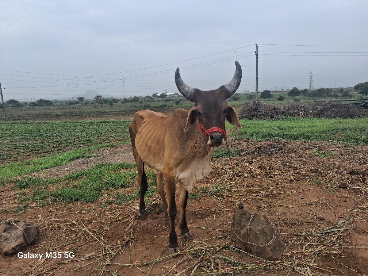 8000 મા વેચવા નો છે