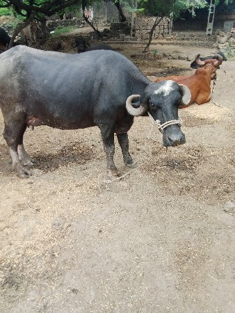 પેલું વેતર છે
