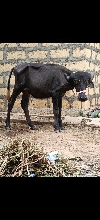 પાડી વેચવાની છે