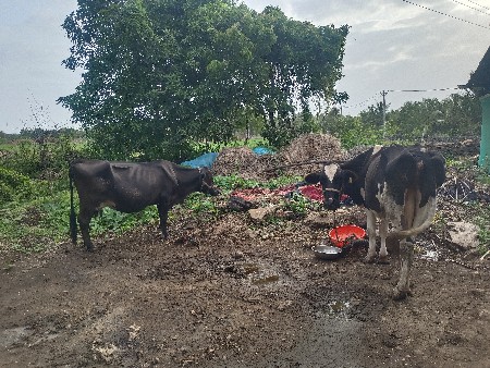 એચ એફ ગાયો વેચવાની સે 4
