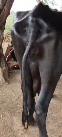 ભેસ વેચવાનિ છે