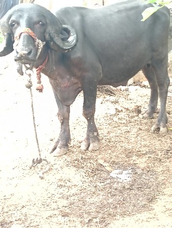 પાડો વેચવાનો છે