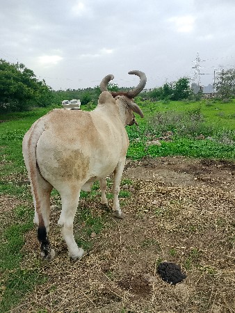 બળદ વેચવાનો છે