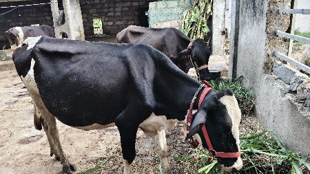 ગાય દેવાની સે 2