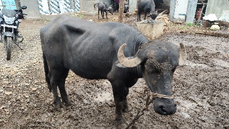 ખડેલી
