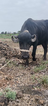 ખડેલી વેચવાની છે