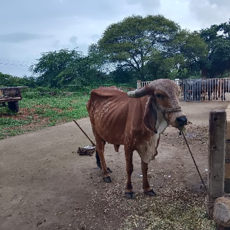 ગીર ગાય વેચવાની છે